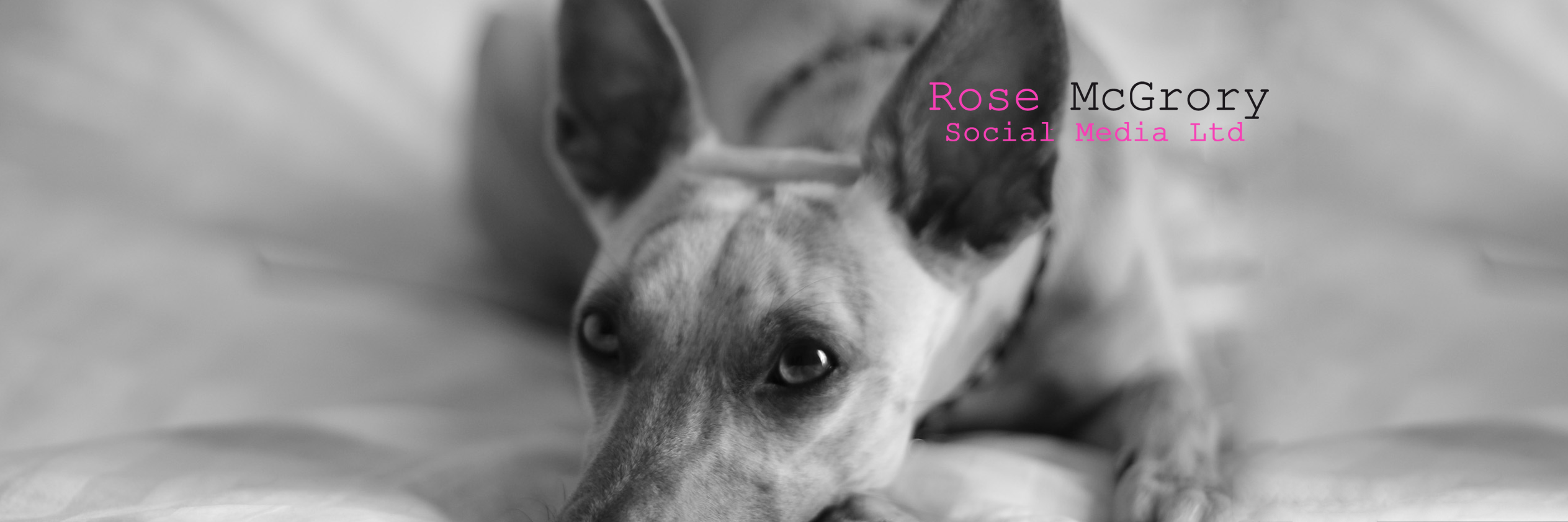RoseMcGrory's profile banner image