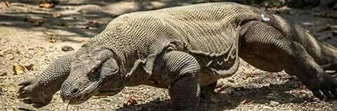 Komodo.🐉 banner