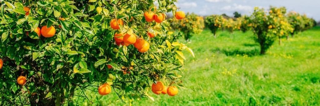 Tang🍊Slice banner