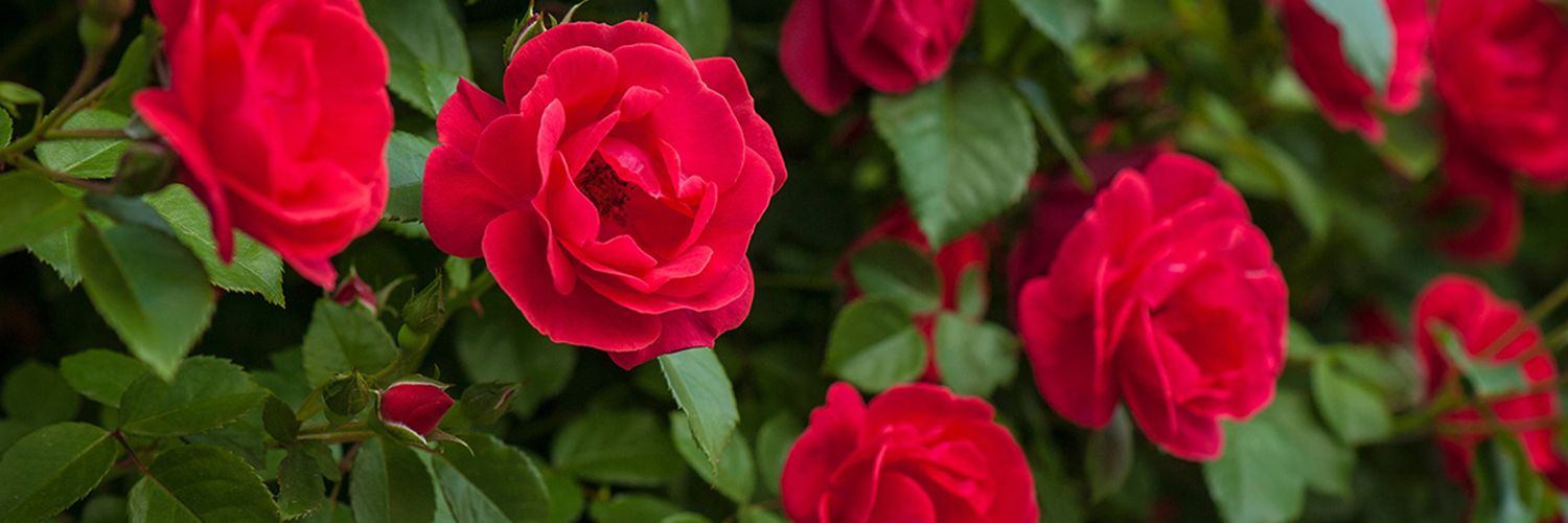 Pisces Aphrodite banner