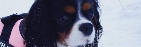 mrchall's profile banner image
