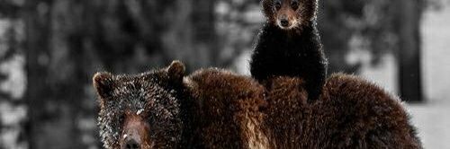 deblon's profile banner image