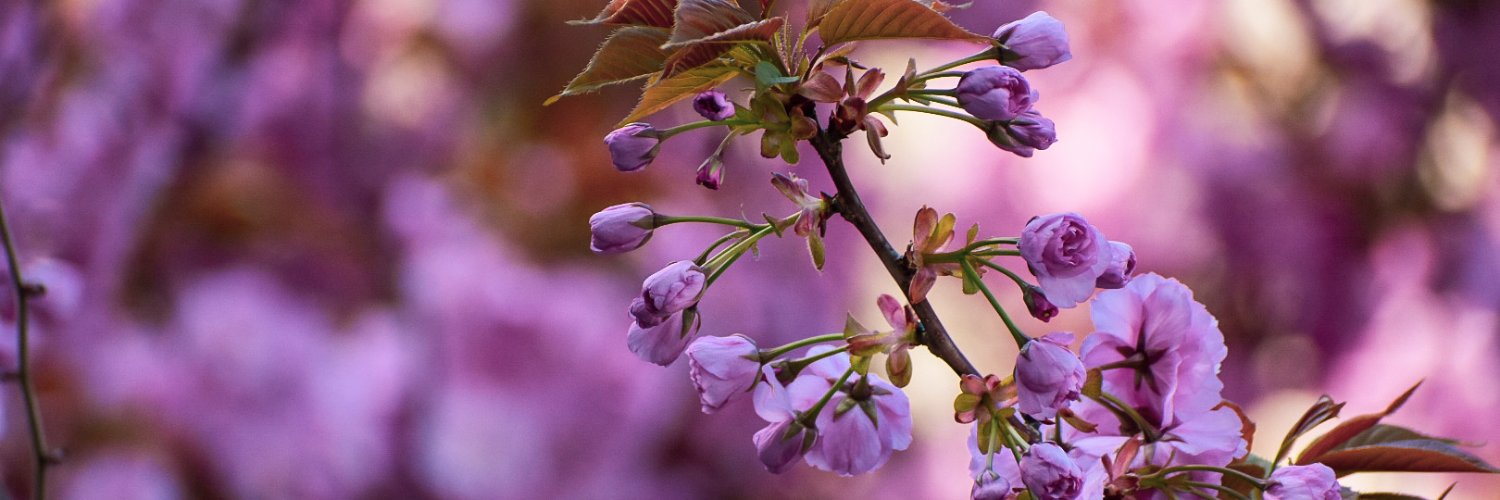 🎀 Dragica Basarić 🎀📸 banner