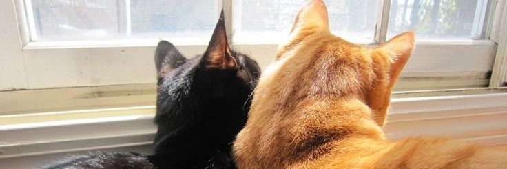 biyuu 🐈‍⬛🐈 banner