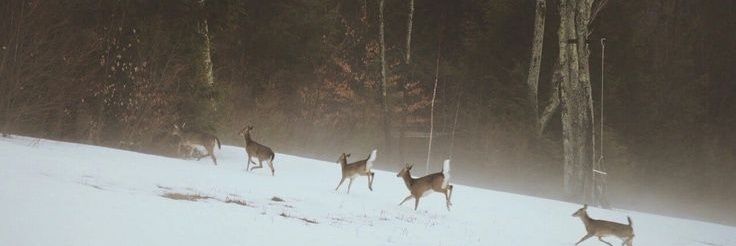 𝄞 banner