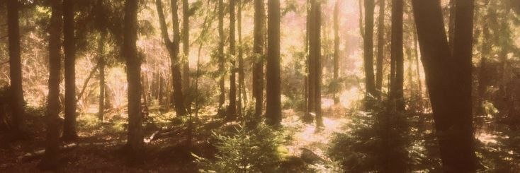 𝕵𝖔𝖍𝖓 𝕿𝖍𝖔𝖗𝖓𝖙𝖔𝖓 🍍 banner