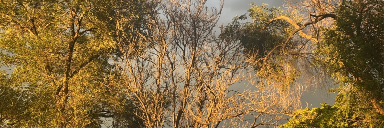 DavidSinclairXO's profile banner image