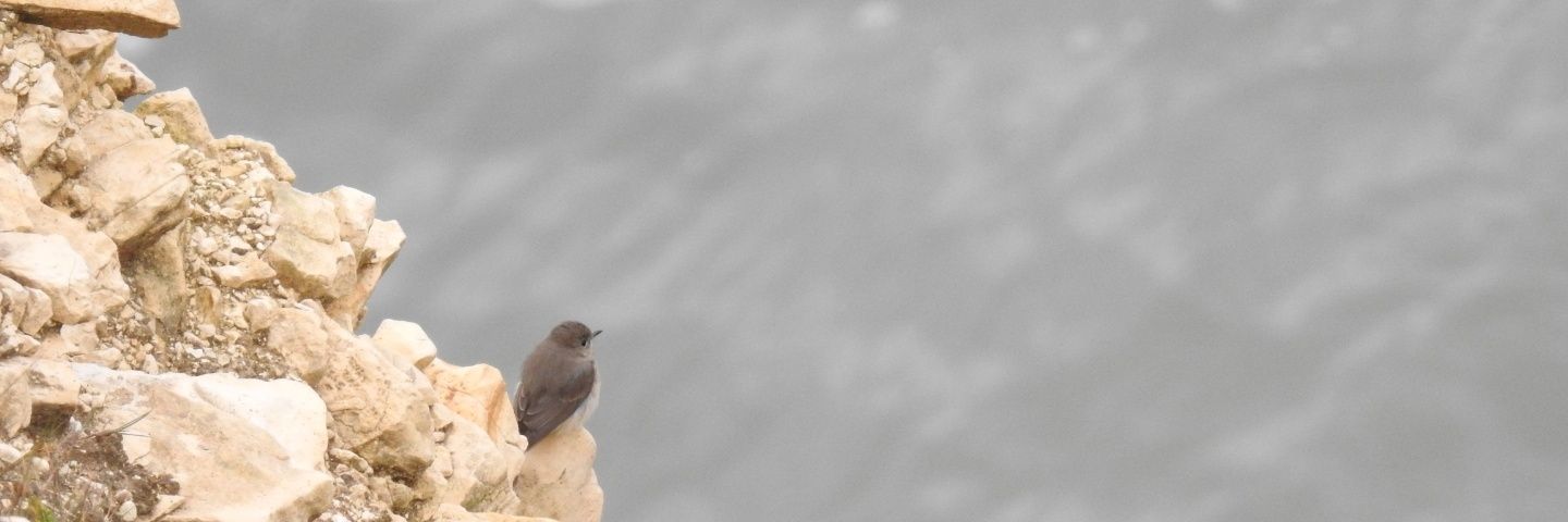 James Spencer banner