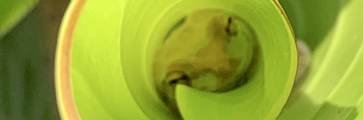 Sally Stiltskin banner