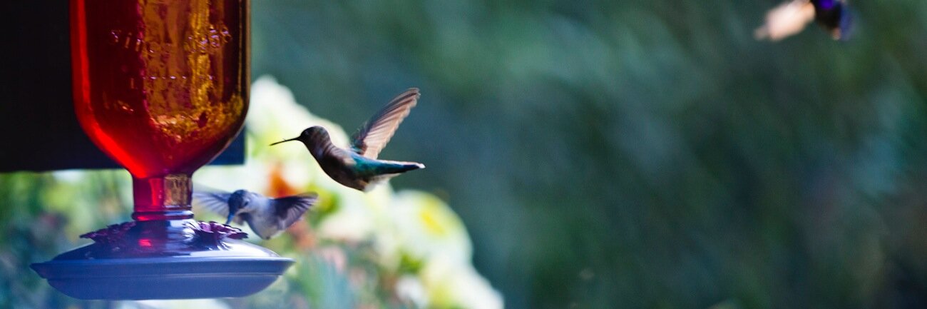 Mariel Hemingway banner