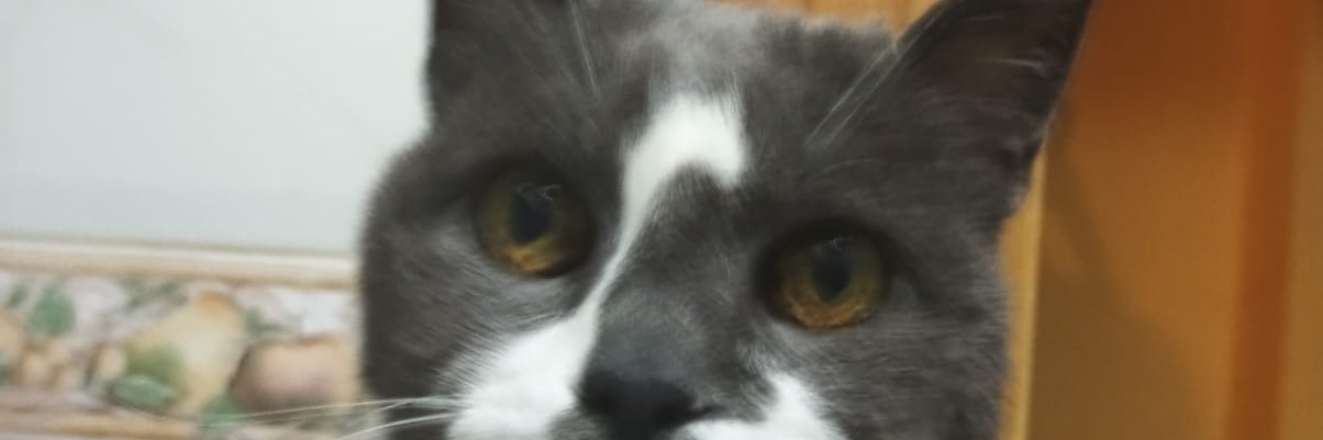 Isazul_'s profile banner image
