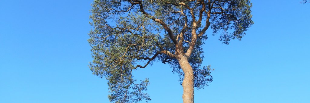 SarahParkin's profile banner image
