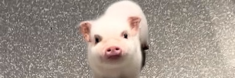 ┼ banner