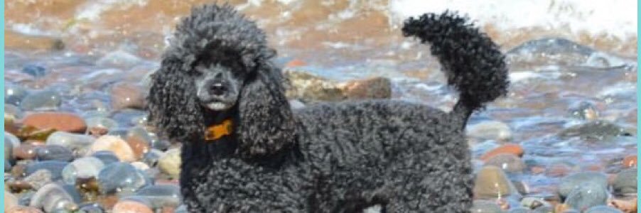 💙 Karen Ritchie QN 💙 banner