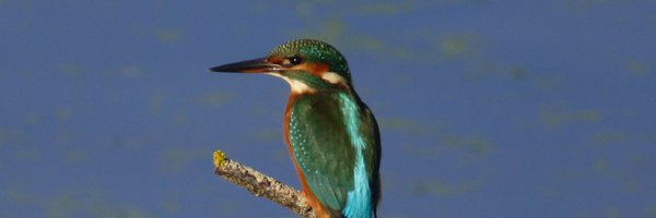 BevBishop Profile Banner