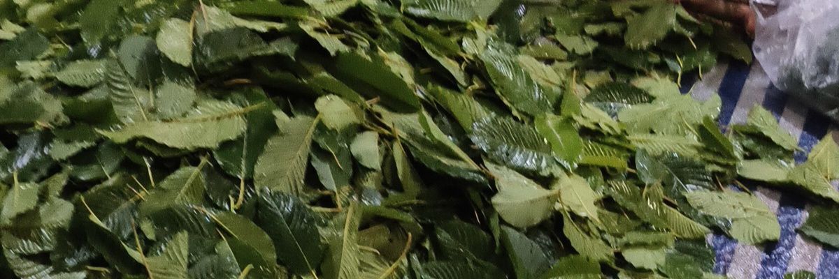 ป.เปิ้ล banner