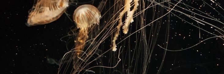 𝘢𝘯𝘨𝘦.ᐟ banner