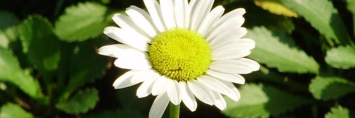 rafa_elps's profile banner image