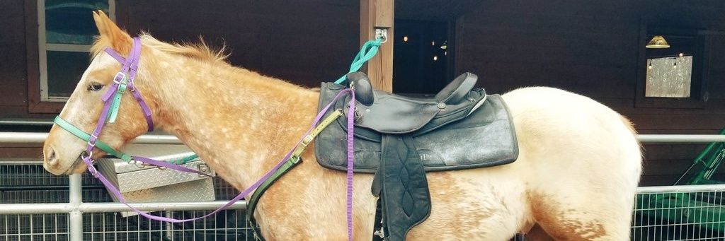 TheEqueerstrian's profile banner image