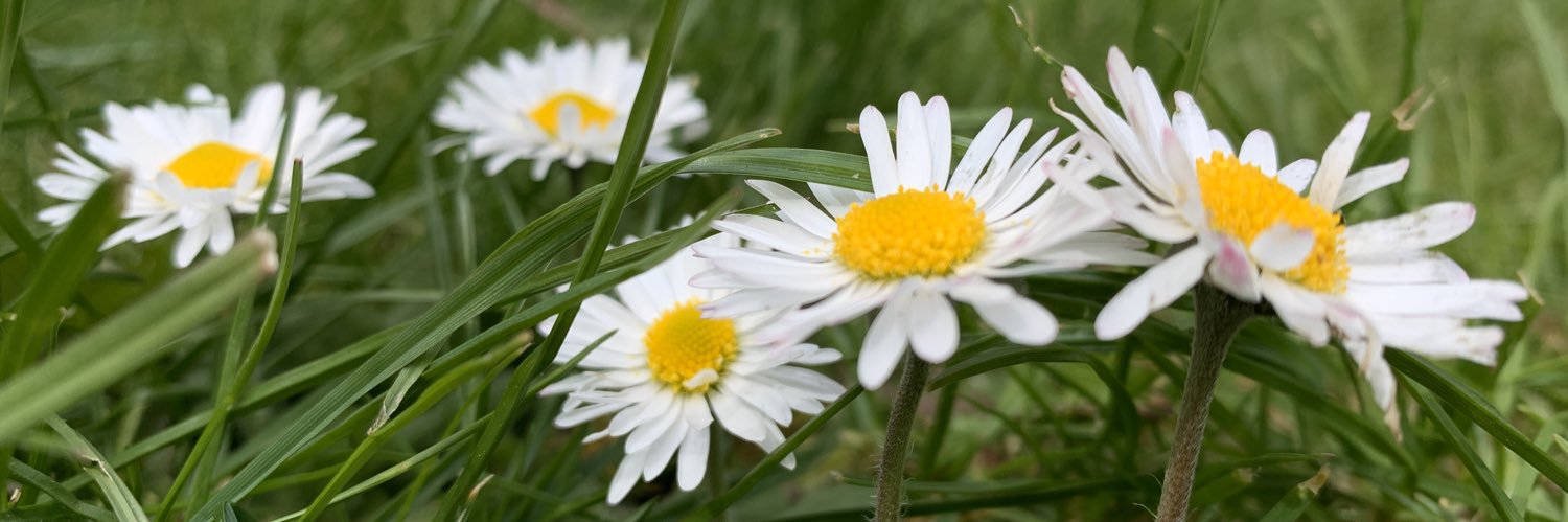 LisaHolah's profile banner image