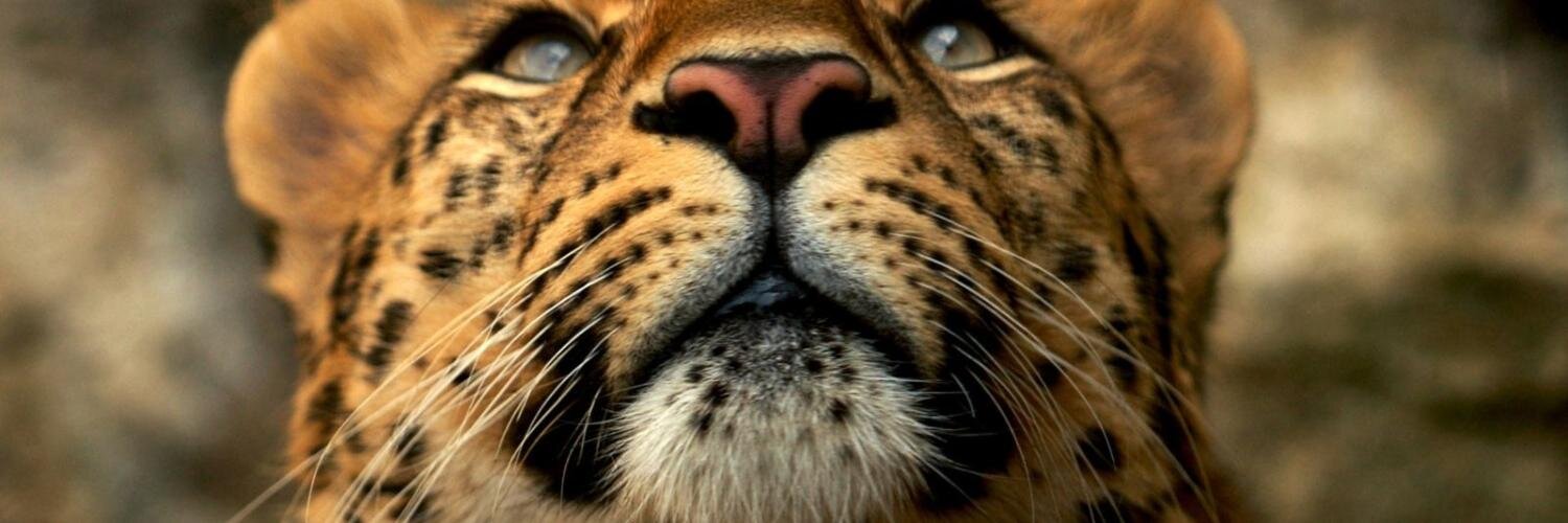 MsCDLyT's profile banner image
