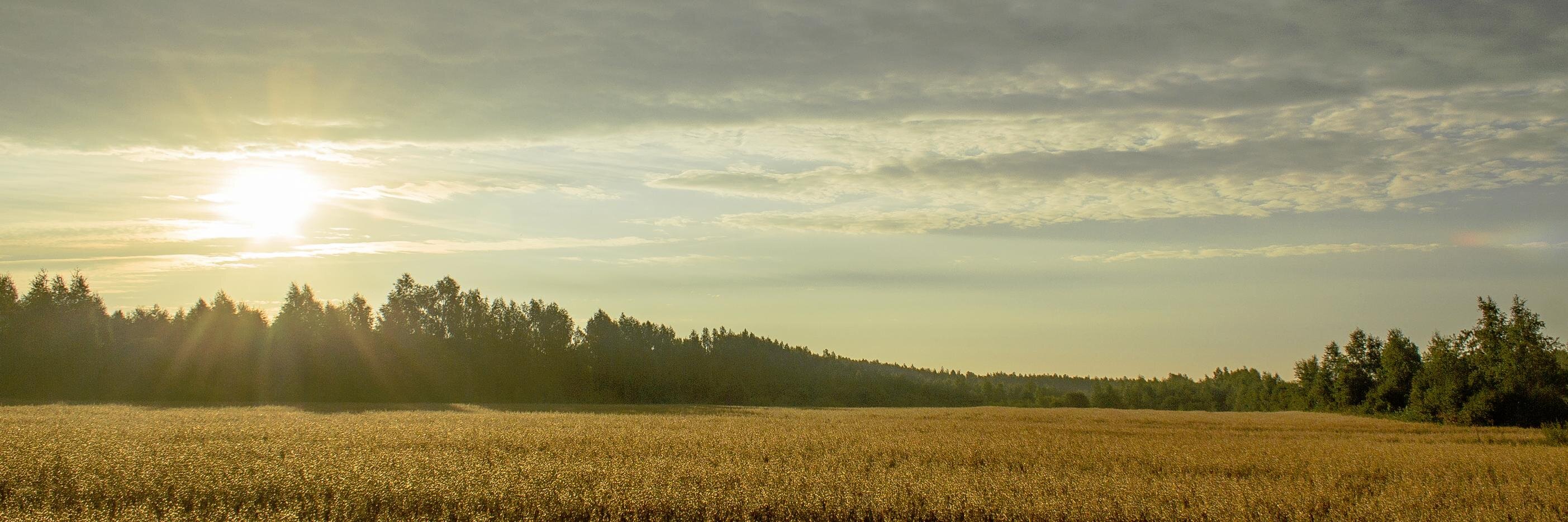Alexander Loschev banner