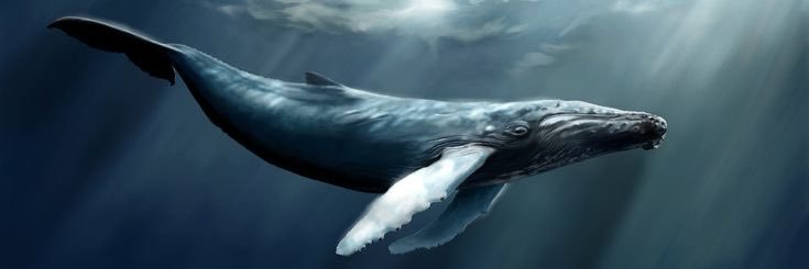 Bluefin banner