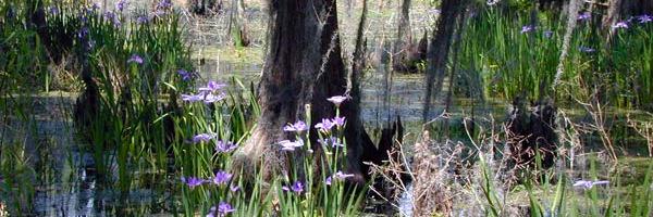 Mary C. Ehret banner