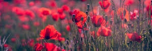 Esme banner