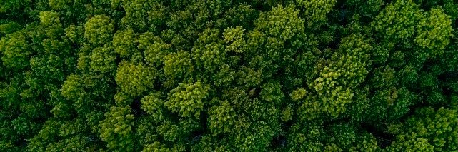 Shady@TreesHaveFeelings banner