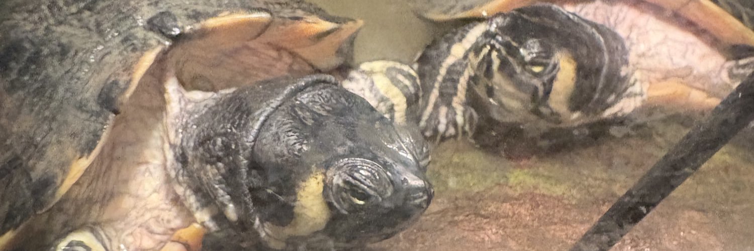 BeeBee ♉️🤗 banner