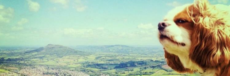 Lauraestelle's profile banner image