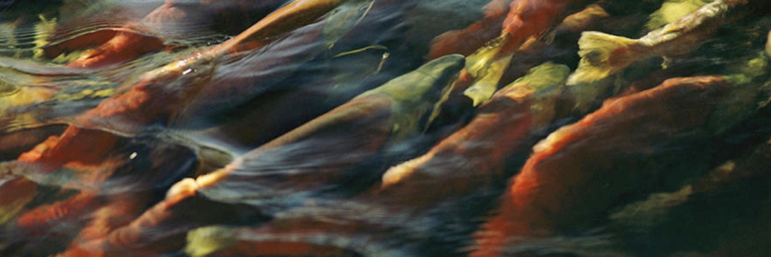 savewildsalmon's profile banner image