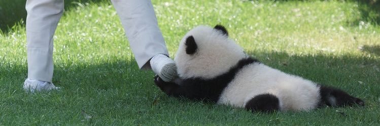 senbao_'s profile banner image