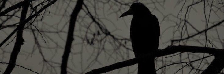 Desperatusblanc's profile banner image