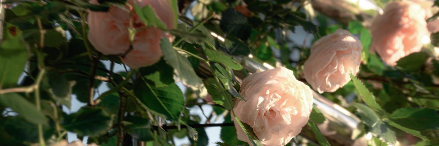 瞑目 banner