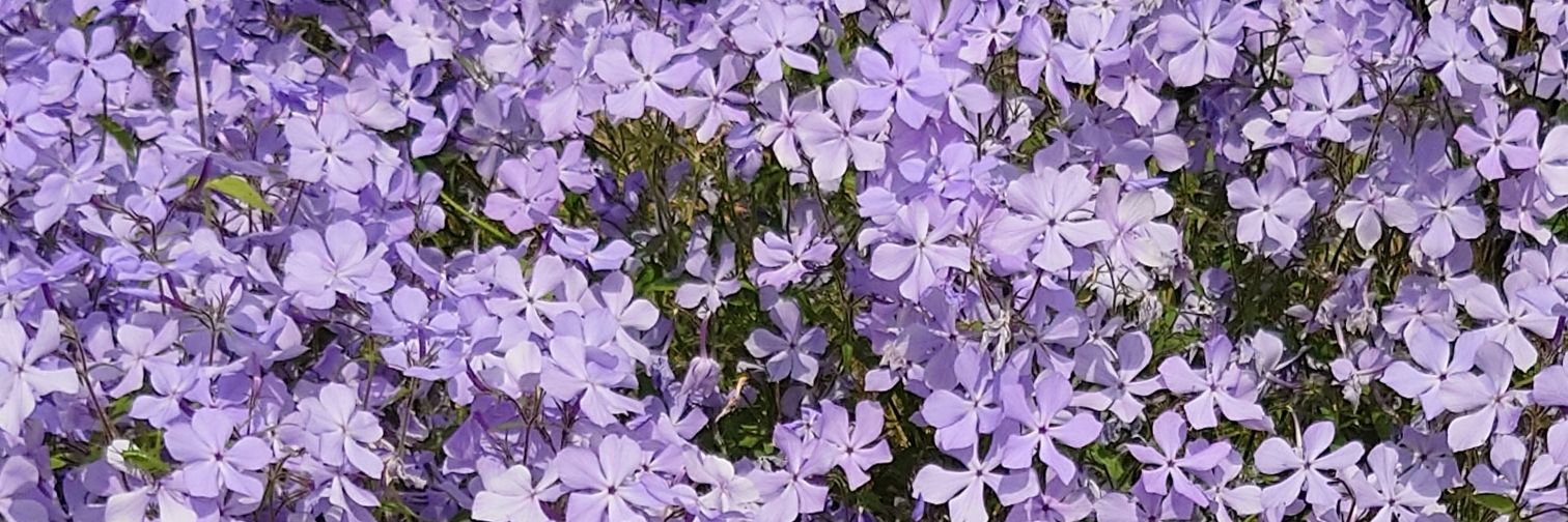 trapdate's profile banner image