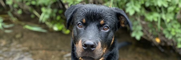 roritoyer Profile Banner