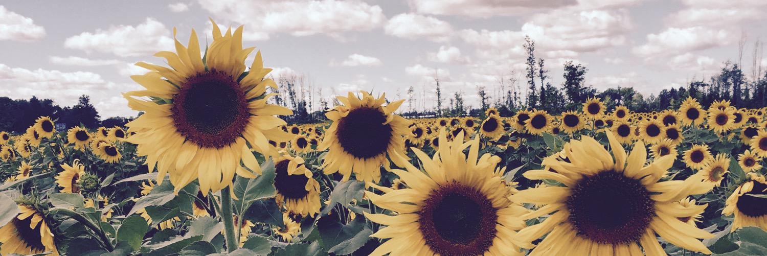 Rachel Elizabeth banner