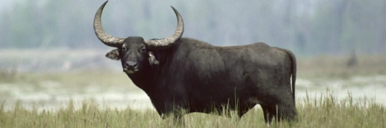 Buffalo banner