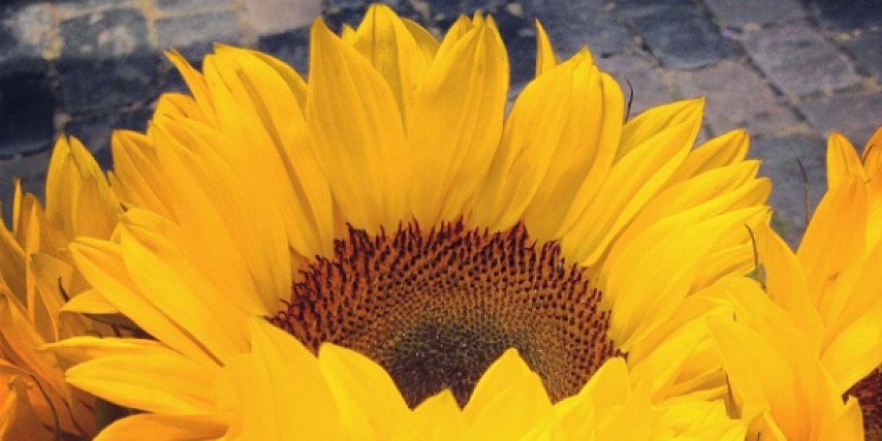 EmmaWoodUK's profile banner image