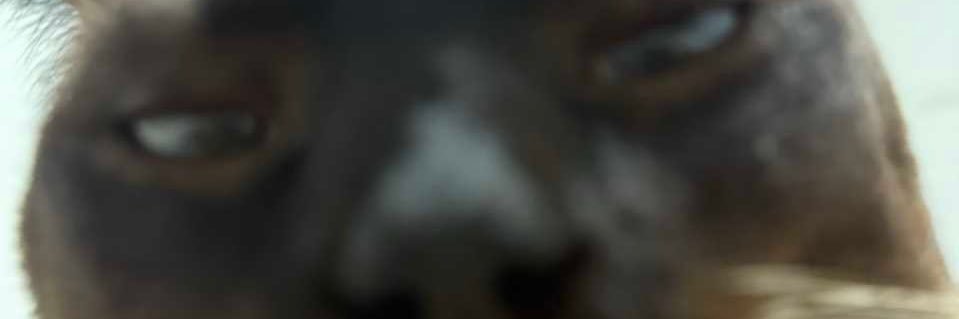 Xmomo3618's profile banner image