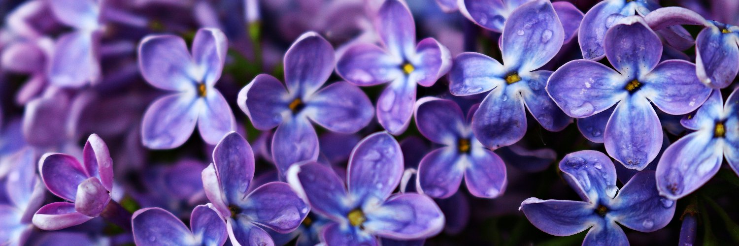 Kitori 🐑🔔 | Border Collie banner