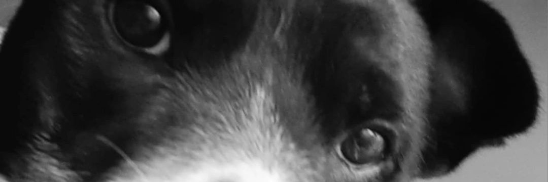 bluesodara's profile banner image