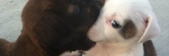 lu— cooper hoffman's priv banner