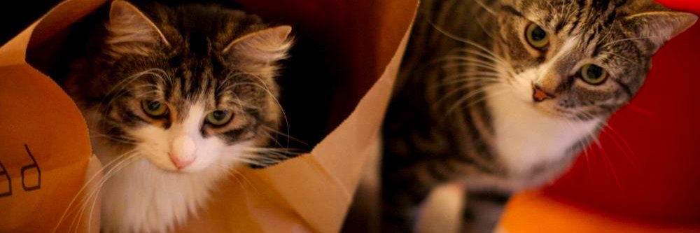Kathrynski's profile banner image