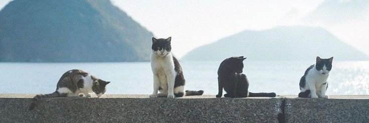 ₍ᐢ..ᐢ₎ ⊹ ࣪ ˖ banner