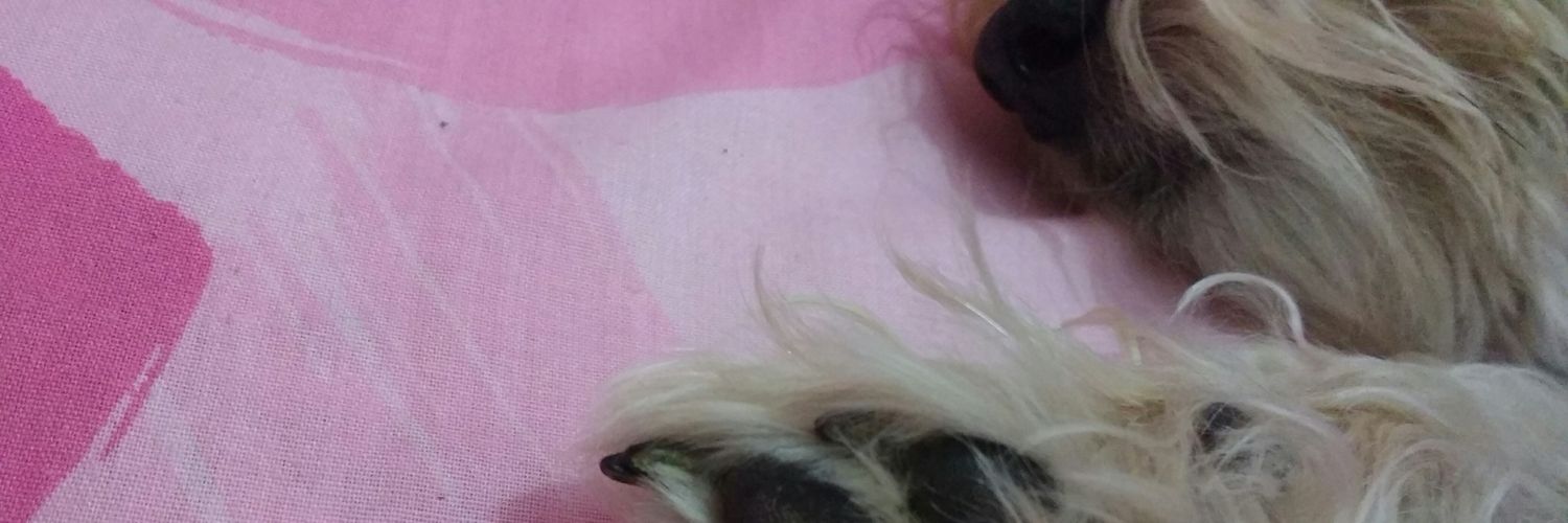Evelin_Rodgz's profile banner image
