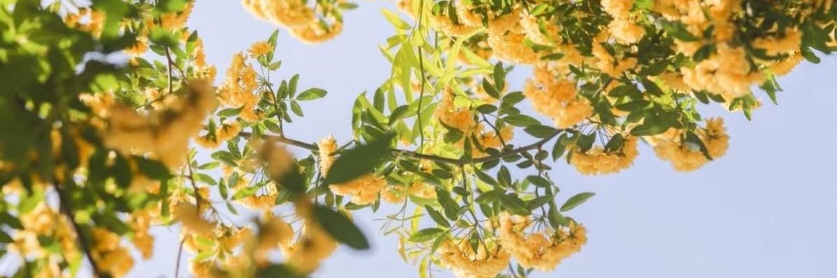 ぽっぽ banner