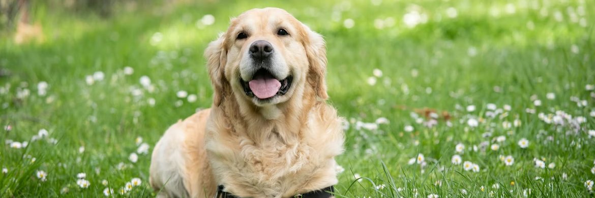 labradorlovers banner